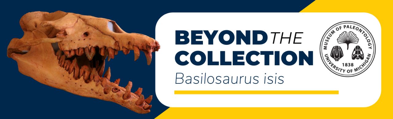 basilosaurus isis lesson kit banner 
