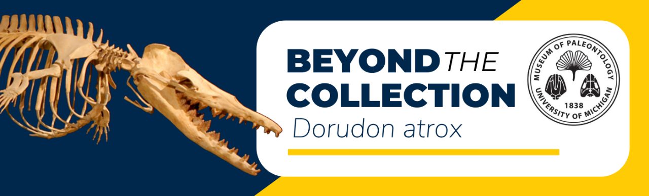 banner for Dorudon atrox learning module