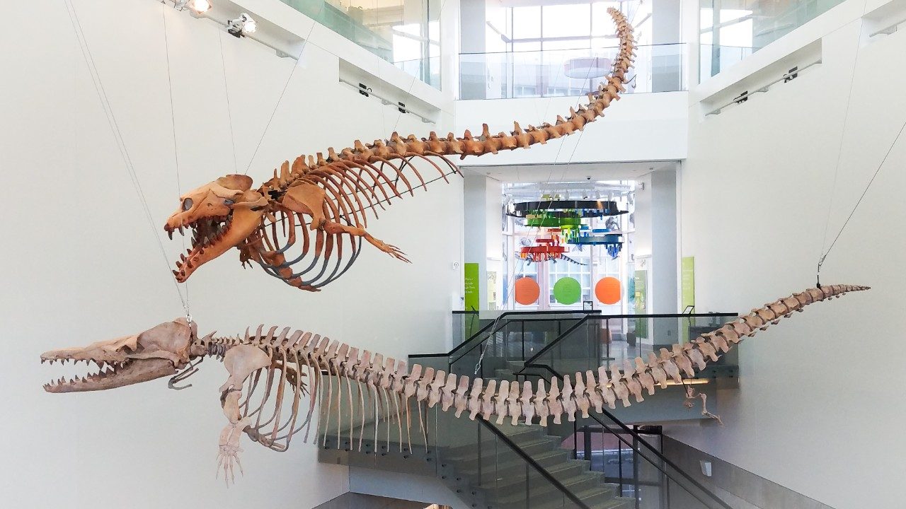 image of Dorudon atrox and Basilosaurus isis specimens in the UM Museum of Natural History