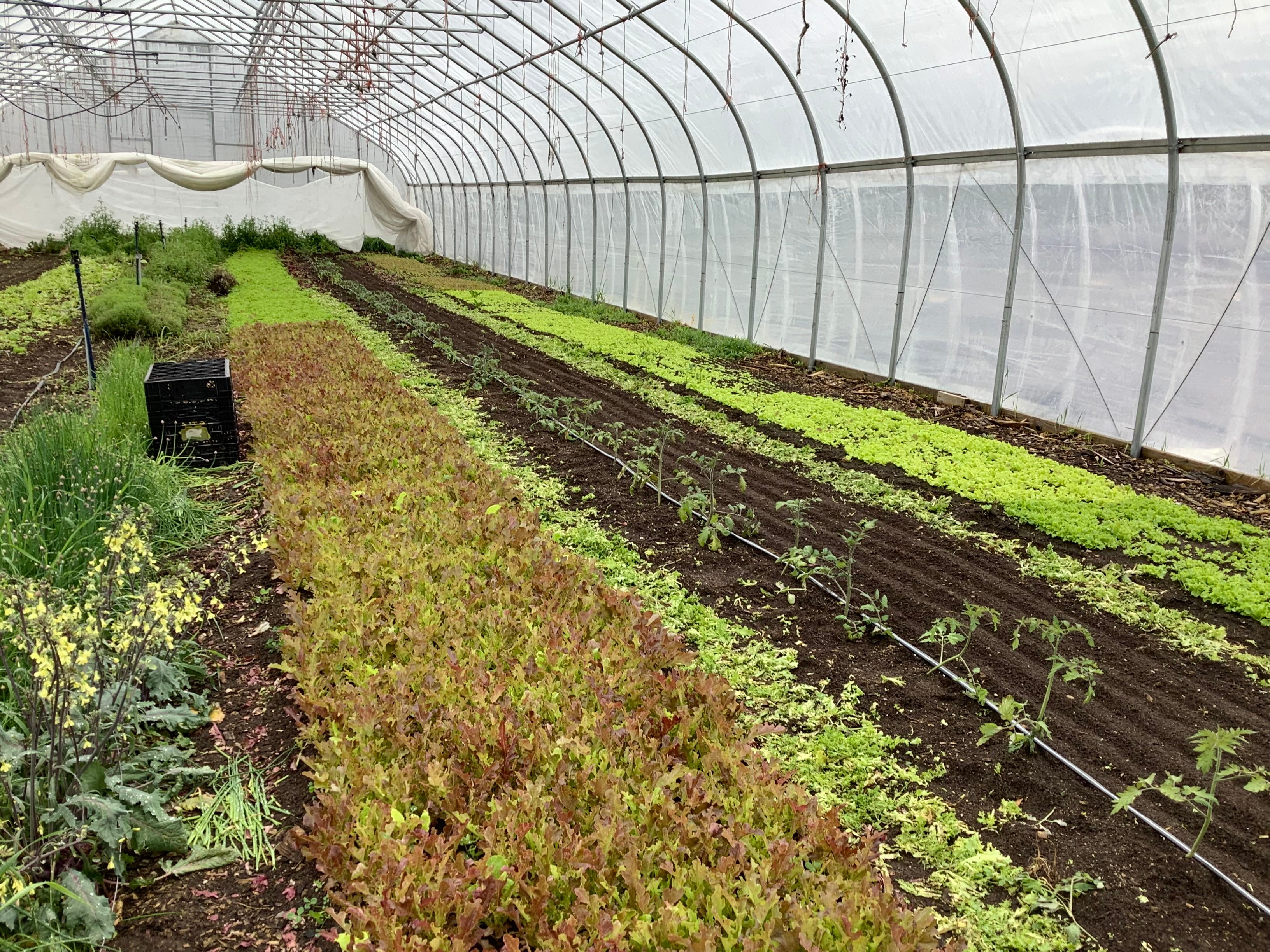 Rows of green vegetables are grown inside a large greenhouse