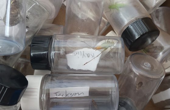 Insect collection vials