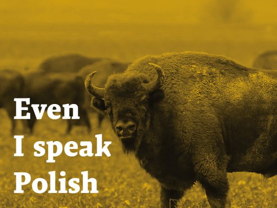 decorative image: Polish buffalo image