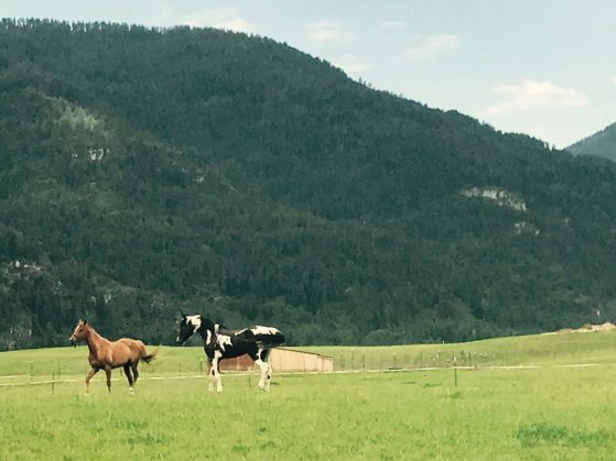 A pasture with horses outside of Heron, Montana, in the Cabinet Mountain range.