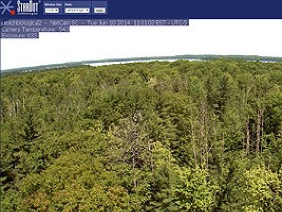 Image of treetops from the FASET tower webcam
