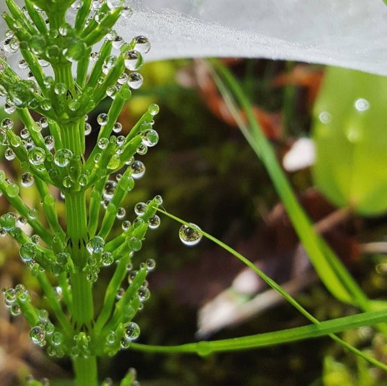 A close up of a plant is shown with water droplets.