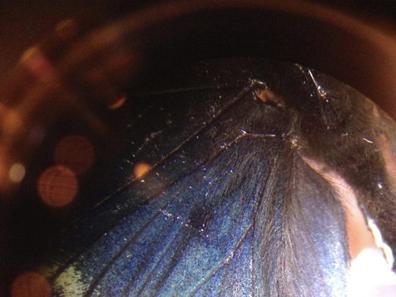 A blue butterfly's wing is shown under a microscope.