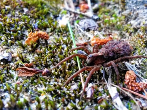 A brown spider crawls over moss with several small babies on her back.