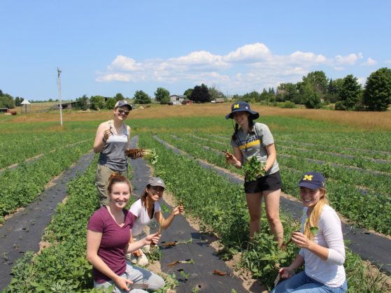 Half of the Agroecology class planting strawberries at Pitchfork Farms, Petoskey.