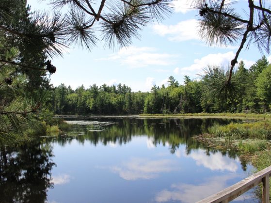 The sky and tree line of a forest is perfectly reflected in the clam waters of a lake.