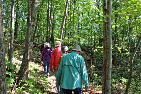 A line of people walk along a woodland path.