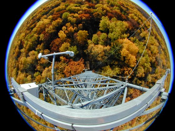 A fisheye lens view of the canopy from top of the tower. The leaves are golden brown.