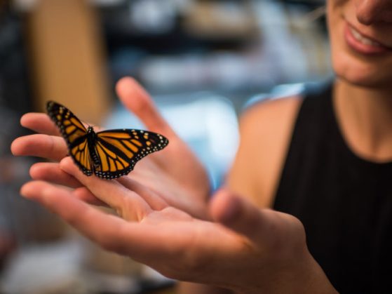 Researcher Leslie Decker with a monarch butterfly in a University of Michigan laboratory. Photo by Austin Thomason/Michigan Photography.