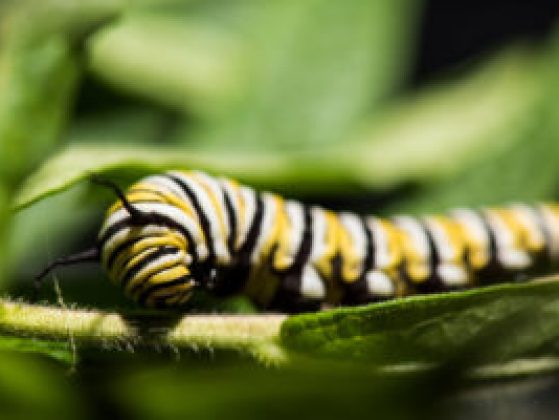 Monarch caterpillar on a milkweed plant in a University of Michigan laboratory. Photo by Austin Thomason/Michigan Photography.