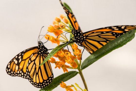 Two monarch butterflies on a milkweed plant in a University of Michigan laboratory. Photo by Austin Thomason/Michigan Photography.
