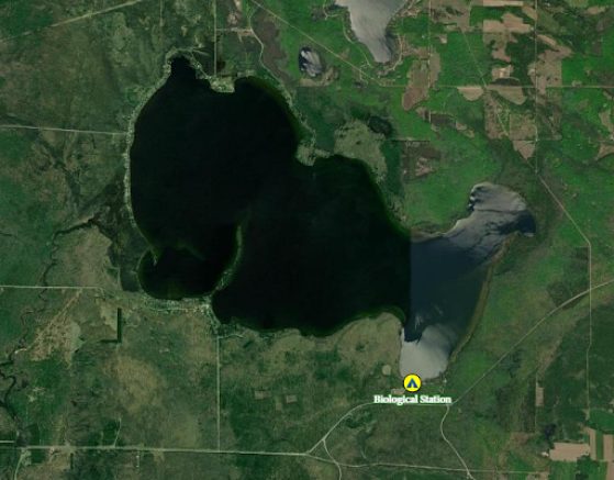 Satellite image of goldfish-shaped Douglas Lake, Michigan featuring UMBS’s location on South Fishtail Bay. 