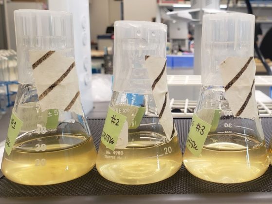 Three glass beakers filled with yellowish transparent liquid.