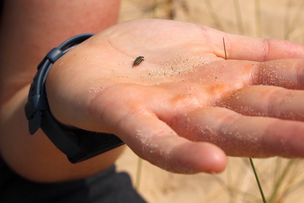 Hand holding an insect