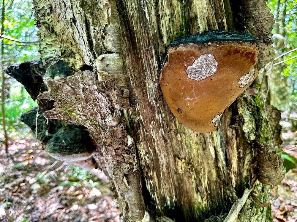 Fungi on a tree