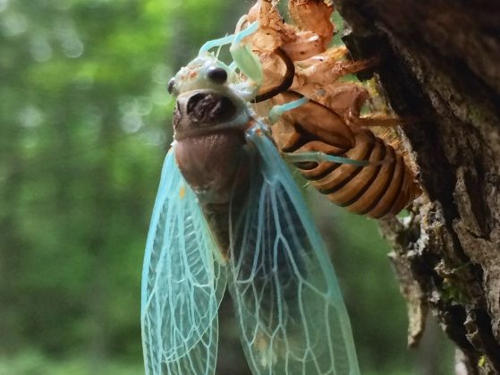 A nearly emerged cicada bug clings to its exoskeleton.