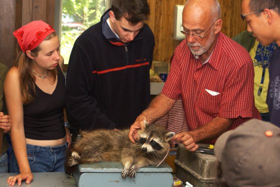 instructor places a tracking collar on a raccoon.