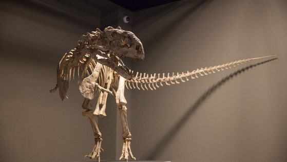 Majungasaurus exhibit