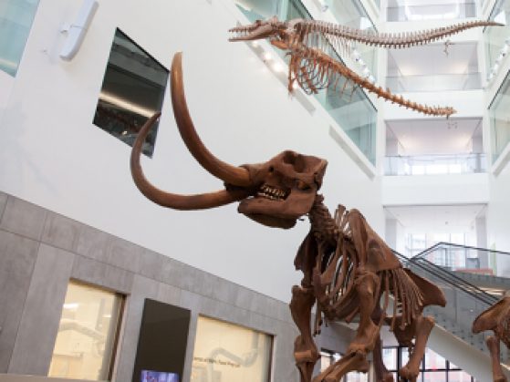 Mastodon couple inside the UMMNH atrium