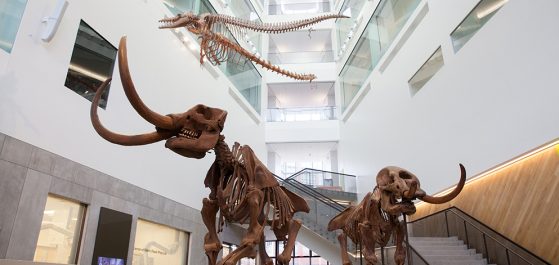 Mastodon couple inside the UMMNH atrium