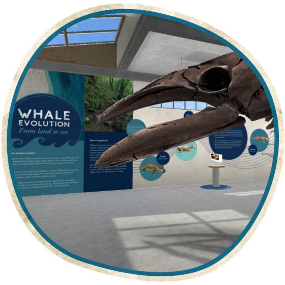 Whale Evolution Virtual Exhibit