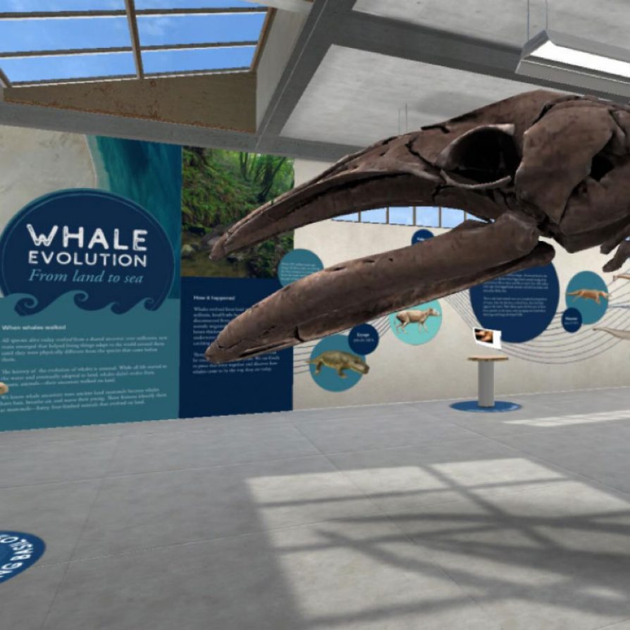 Whale Evolution virtual exhibit