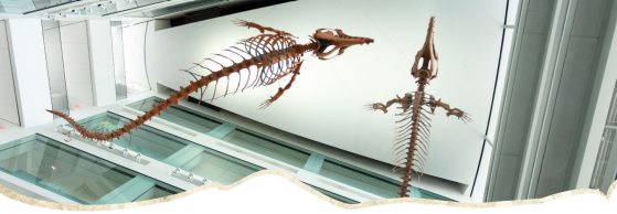prehistoric whales hanging in museum atrium