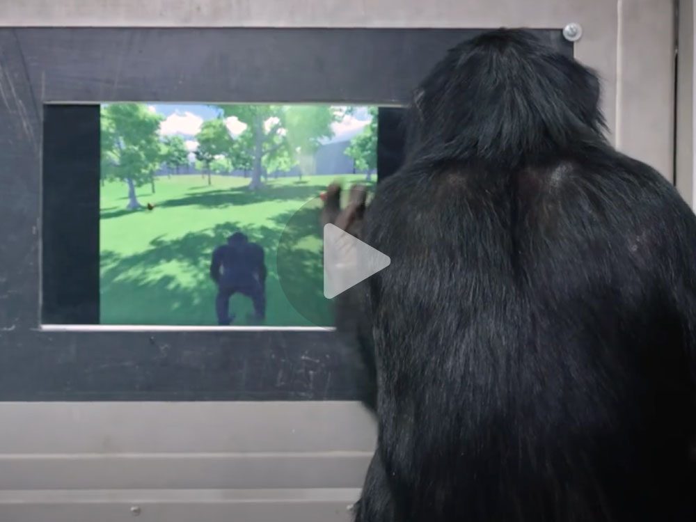 Ape looking at a tv screen
