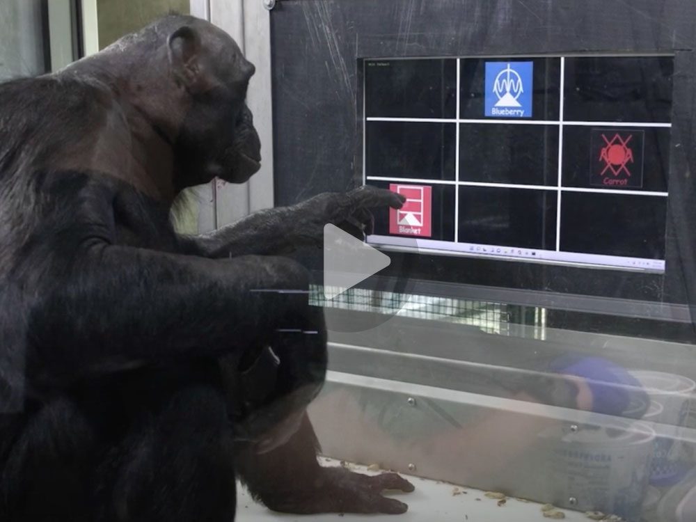 Ape touching computer monitor