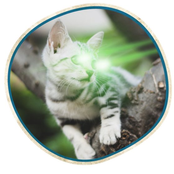 cat with green lasers coming from eyes inside circle graphic
