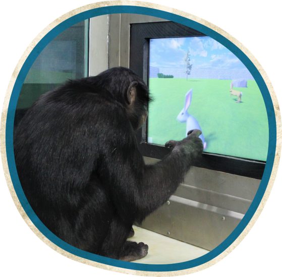 Ape using a touchscreen