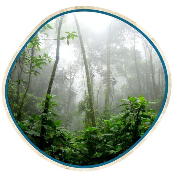 rainforest inside circle graphic