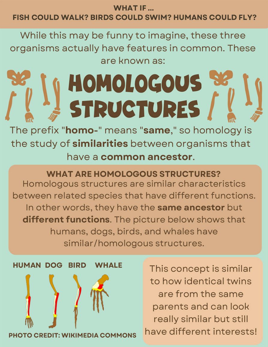 Homologous Structures Infographic