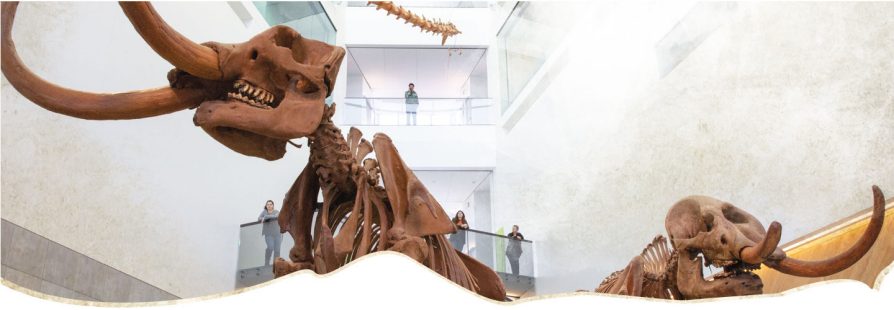 Museum mastodons in atrium