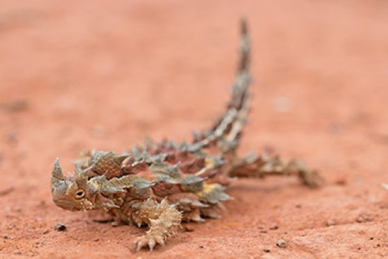 Thorny devil, Western Australia. Image: Pascal Title.