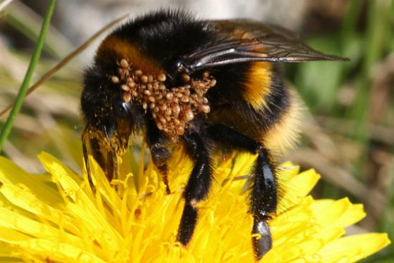Bumblebee queen carrying phoretic stages of mites of the genus Parasitellus. Image credit: photo © Alan Smith.