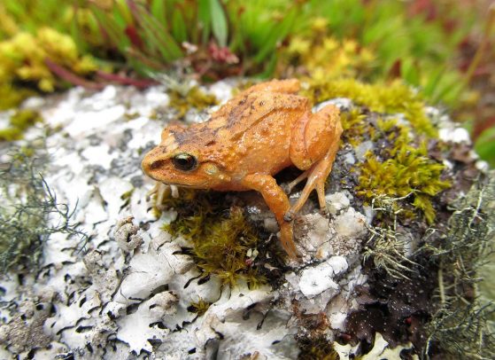 The Hill Dweller Rubber Frog, Pristimantis bounides. Image credit: Rudolf von May.