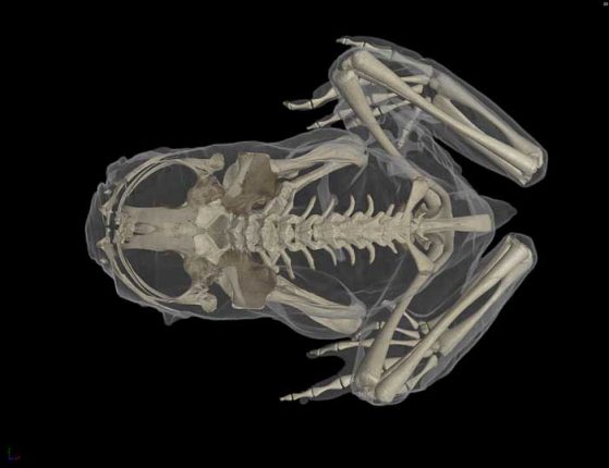 CT scan of Ascaphus truei, the Pacific tailed frog. The “tail” is actually the male genitalia. Images credit: Ed Stanley, Florida Museum of Natural History