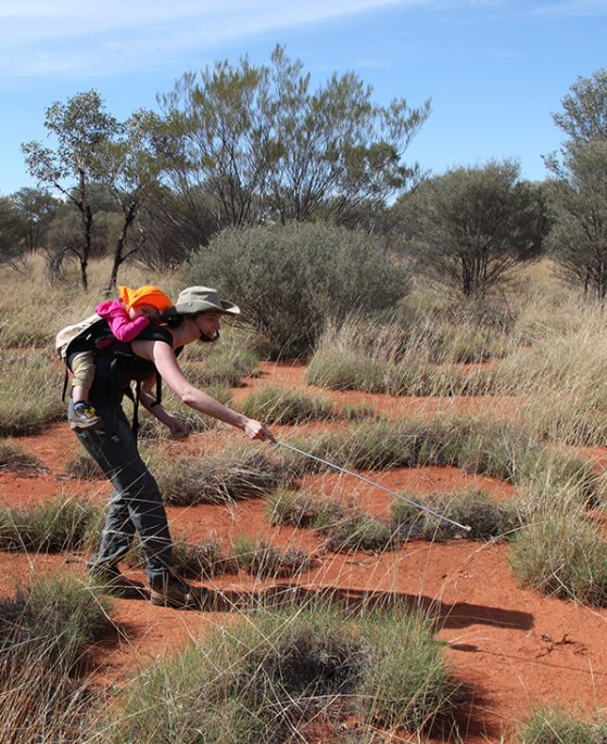 Alison Davis Rabosky, with daughter Maya on her back, catching a Ctenophorus isolepis lizard in Western Australia.