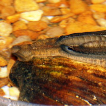 Alluring larvae: Competition to attract fish drives species